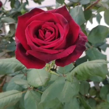 Case de vacanță Uniquely Located On The Agia Marina (Northern Cyprus)