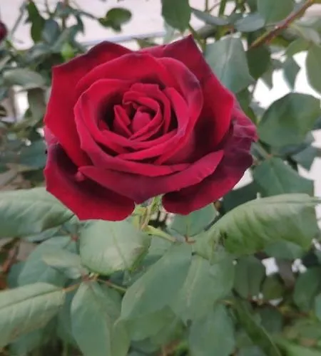 別荘 Uniquely Located On The Ayia Marina